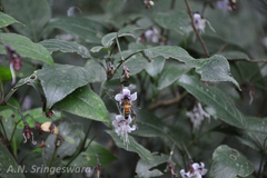 Strobilanthes ciliatus